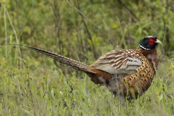 Male pheasant standing in green grass looking right, Lake Neusiedl, Burgenland, Austria