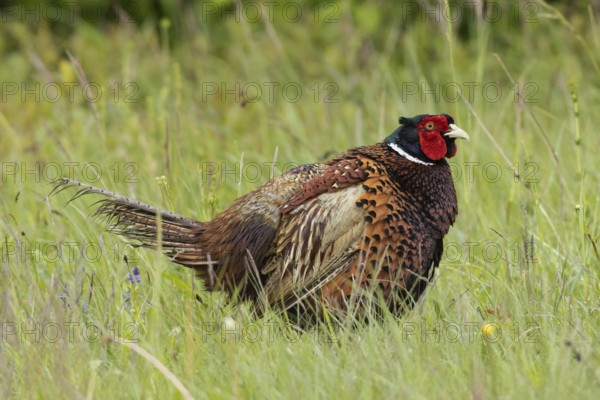 Male pheasant with shaken plumage standing in green grass looking right, Lake Neusiedl, Burgenland, Austria