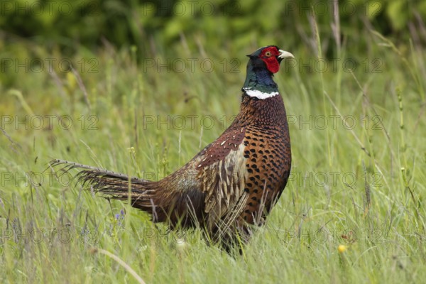 Male pheasant standing in green grass looking right, Lake Neusiedl, Burgenland, Austria
