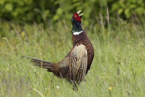Male pheasant with open beak calling standing in green grass looking up right, Lake Neusiedl, Burgenland, Austria