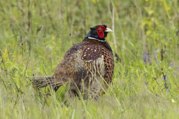 Male pheasant standing in green grass looking right, Lake Neusiedl, Burgenland, Austria