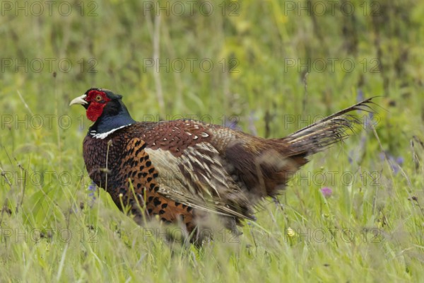 Male pheasant standing in green grass looking left, Lake Neusiedl, Burgenland, Austria