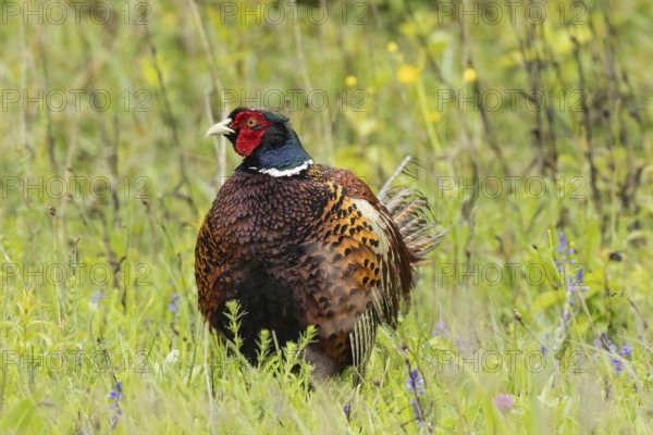Male pheasant standing in green grass looking from the front left, Lake Neusiedl, Burgenland, Austria