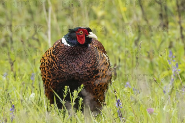 Male pheasant standing in green grass looking from the front right, Lake Neusiedl, Burgenland, Austria