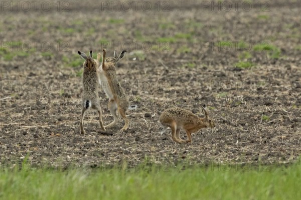 Brown hare three animals in a field during courtship standing next to each other looking up to each other and jumping to the right, Lake Neusiedl, Burgenland, Austria