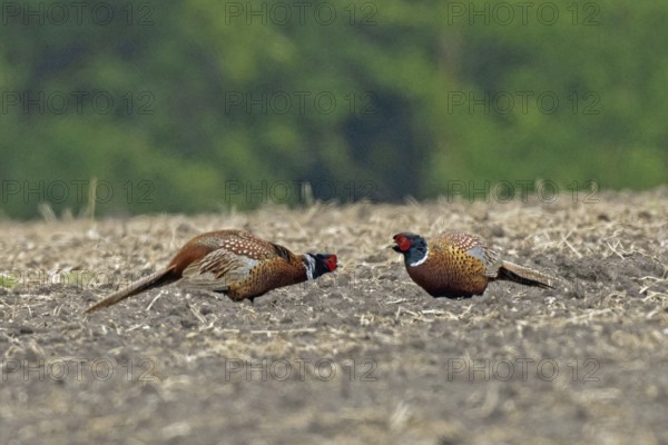 Pheasant two males mating in a field facing each other, Lake Neusiedl, Burgenland, Austria