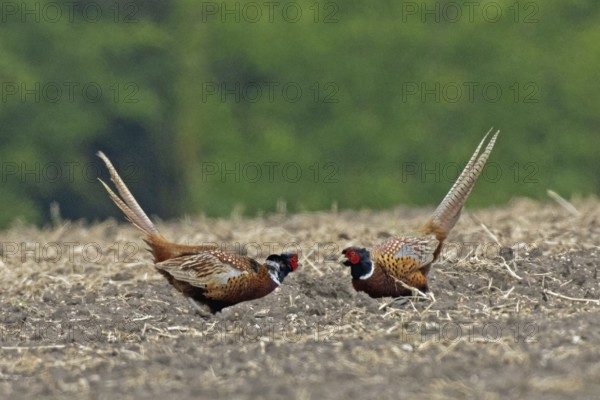 Pheasant two males mating in a field facing each other, Lake Neusiedl, Burgenland, Austria
