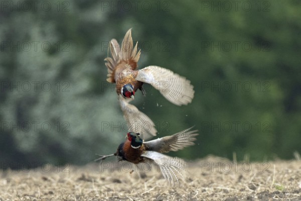 Pheasant two males with open wings jumping up on top of each other during courtship display in a field, Lake Neusiedl, Burgenland, Austria