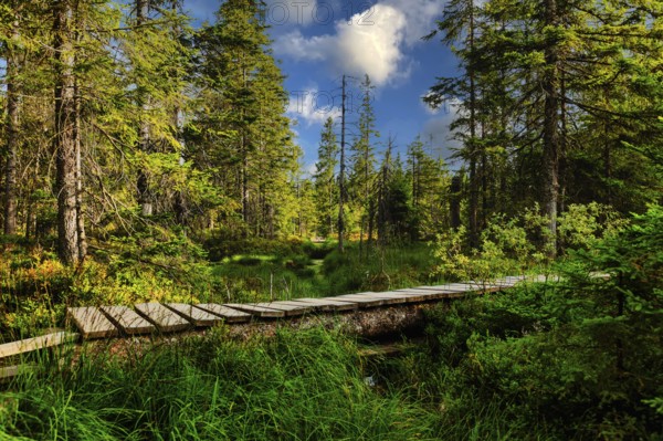 Plank path in the HirschbÃ¤der Hochmoor, Zweiseenblickmoor, Menzenschwand, Black Forest, Baden-WÃ¼rttemberg, Germany
