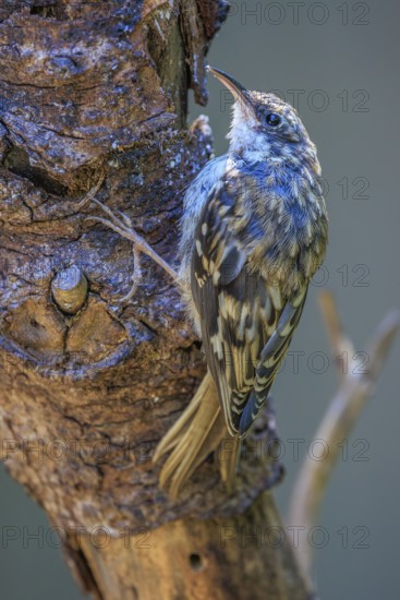 A Brown Creeper (Certhia americana) clings to the bark of a dead tree, British Columbia, Canada