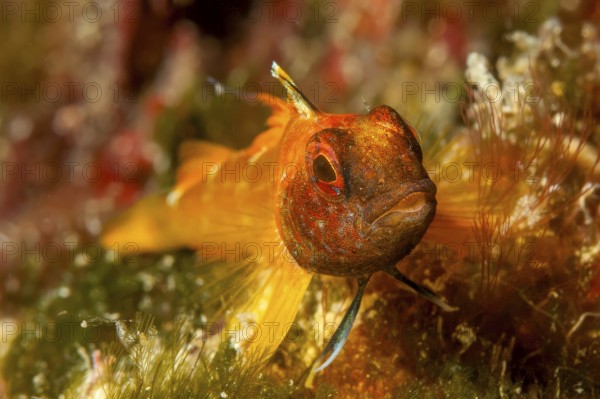 Close-up of Black-faced blenny looking at viewer, Mediterranean Sea, Ibiza, Balearic Islands, Balearic Islands, Spain
