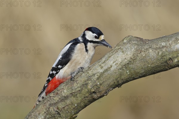Great spotted woodpecker (Dendrocopos major), male, sitting on a branch, Wilnsdorf, North Rhine-Westphalia, Germany