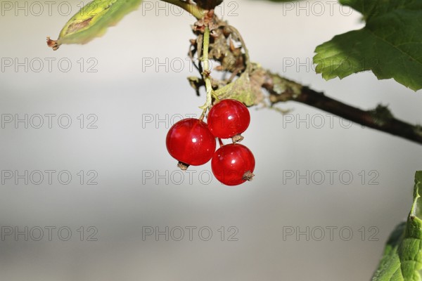 Redcurrant (Ribes rubrum), ripe berries on a bush in a garden, Wilnsdorf, North Rhine-Westphalia, Germany