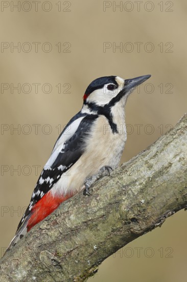 Great spotted woodpecker (Dendrocopos major), male, sitting on a branch, Wilnsdorf, North Rhine-Westphalia, Germany
