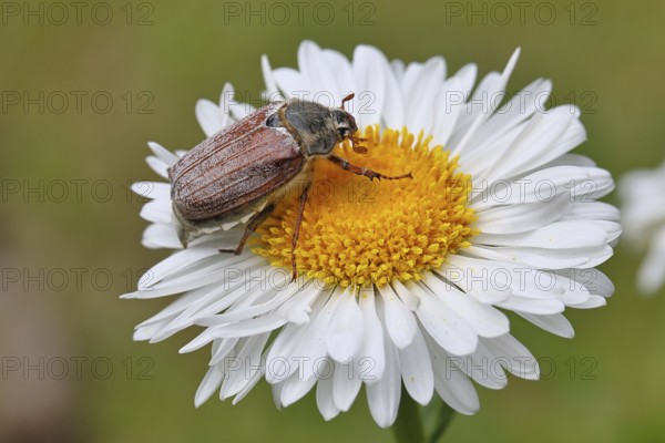 Cockchafer, field cockchafer (Melolontha melolontha), female on a flower of a daisy (Leucanthemum vulgare), Wilnsdorf, North Rhine-Westphalia, Germany