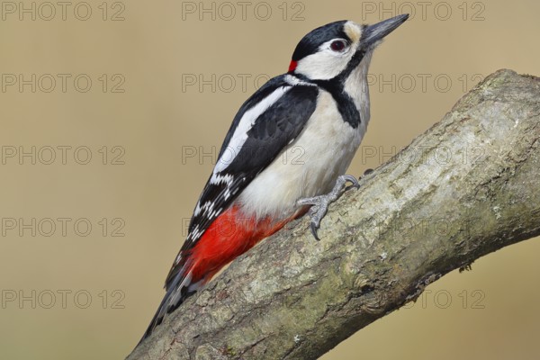 Great spotted woodpecker (Dendrocopos major), male, sitting on a branch, Wilnsdorf, North Rhine-Westphalia, Germany