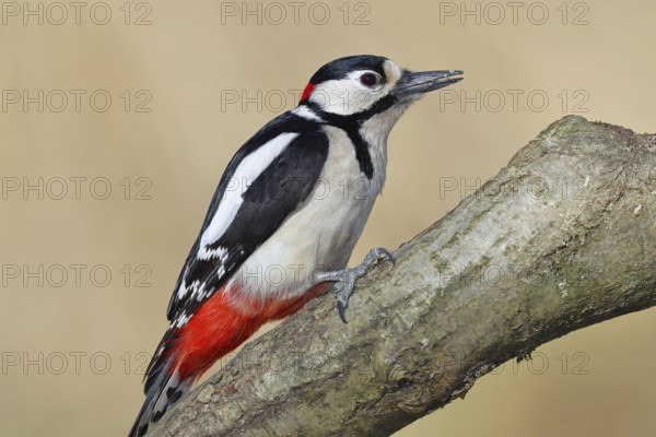 Great spotted woodpecker (Dendrocopos major), male, sitting on a branch, Wilnsdorf, North Rhine-Westphalia, Germany