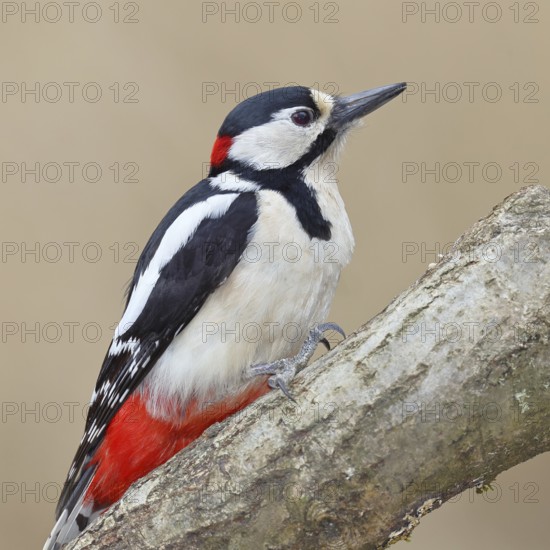 Great spotted woodpecker (Dendrocopos major), male, sitting on a branch, Wilnsdorf, North Rhine-Westphalia, Germany