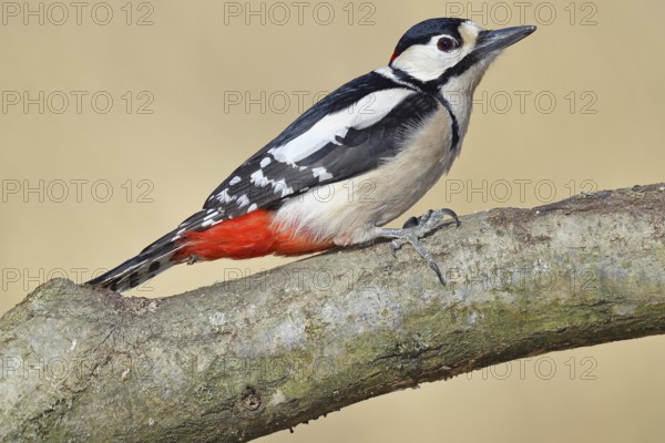 Great spotted woodpecker (Dendrocopos major), male, sitting on a branch, Wilnsdorf, North Rhine-Westphalia, Germany