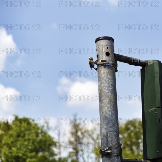 Blue tit (Cyanistes caeruleus) nests, breeds in a traffic light, unusual nest, adaptability, adaptation, Extertal, Lipper Bergland, Teutoburg Forest nature park Park, Lower Saxony, Germany
