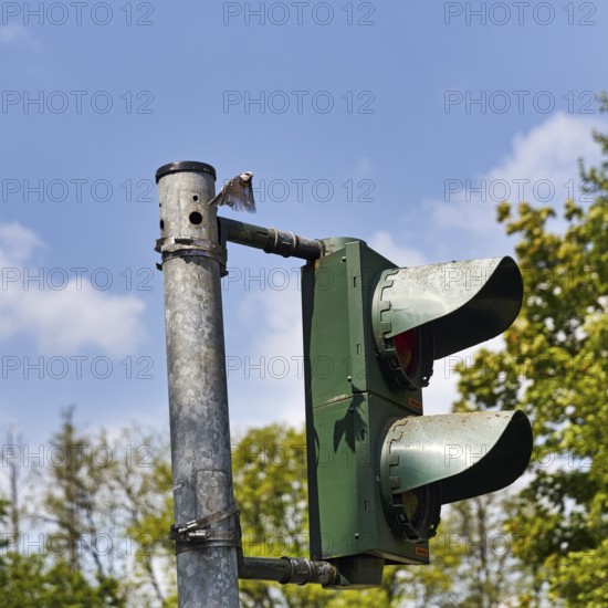 Blue tit (Cyanistes caeruleus) nests, breeds in a traffic light, unusual nest, adaptability, adaptation, Extertal, Lipper Bergland, Teutoburg Forest nature park Park, Lower Saxony, Germany