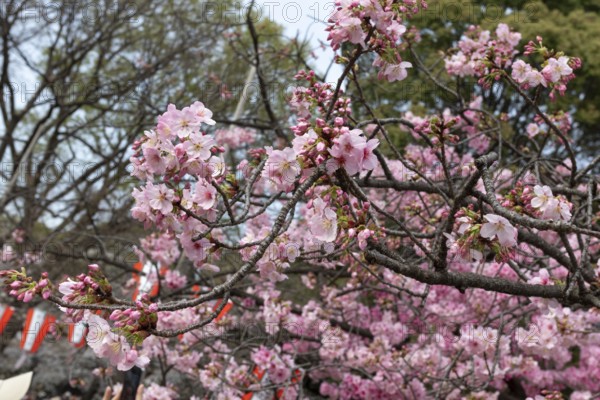 Sightseeing, tourist attraction, branches with first cherry blossoms in spring at the Sakura Festival in Ueno Park, Uenokoen, Taito City, Tokyo, Japan