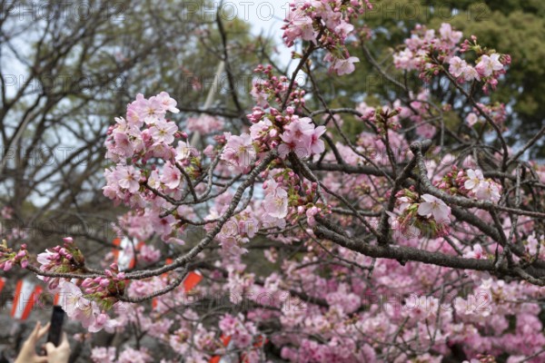 Sightseeing, tourist attraction, branches with first cherry blossoms in spring at the Sakura Festival in Ueno Park, Uenokoen, Taito City, Tokyo, Japan