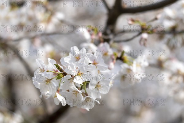 Sightseeing, tourist attraction, branches with first cherry blossoms in spring at the Sakura Festival in Ueno Park, Uenokoen, Taito City, Tokyo, Japan