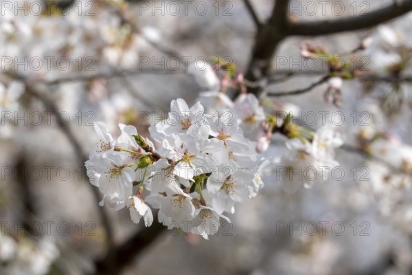 Sightseeing, tourist attraction, branches with first cherry blossoms in spring at the Sakura Festival in Ueno Park, Uenokoen, Taito City, Tokyo, Japan