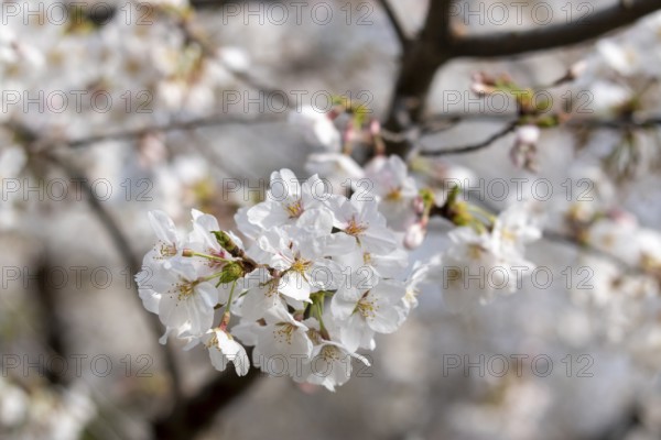 Sightseeing, tourist attraction, branches with first cherry blossoms in spring at the Sakura Festival in Ueno Park, Uenokoen, Taito City, Tokyo, Japan