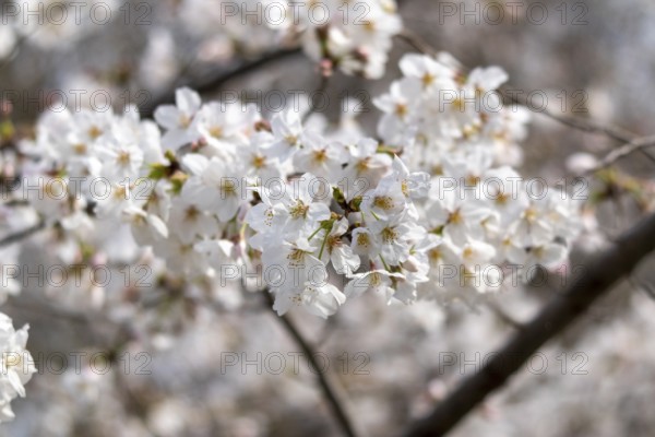Sightseeing, tourist attraction, branches with first cherry blossoms in spring at the Sakura Festival in Ueno Park, Uenokoen, Taito City, Tokyo, Japan
