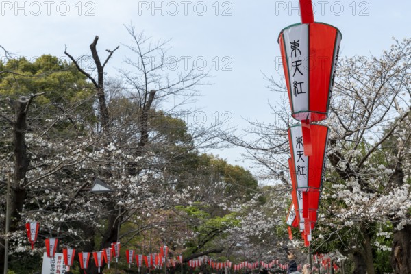 Sightseeing, tourist attraction, lanterns and the first cherry blossoms in spring at the Sakura Festival in Ueno Park, Uenokoen, Taito City, Tokyo, Japan