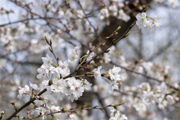 Sightseeing, tourist attraction, branches with first cherry blossoms in spring at the Sakura Festival in Ueno Park, Uenokoen, Taito City, Tokyo, Japan