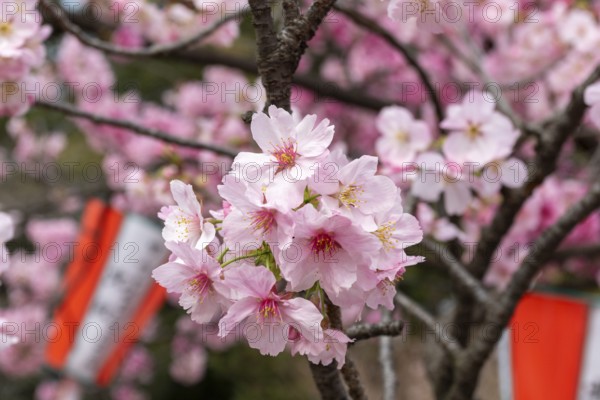 Sightseeing, tourist attraction, branches with first cherry blossoms in spring at the Sakura Festival in Ueno Park, Uenokoen, Taito City, Tokyo, Japan