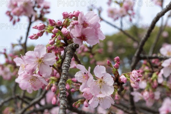 Sightseeing, tourist attraction, branches with first cherry blossoms in spring at the Sakura Festival in Ueno Park, Uenokoen, Taito City, Tokyo, Japan