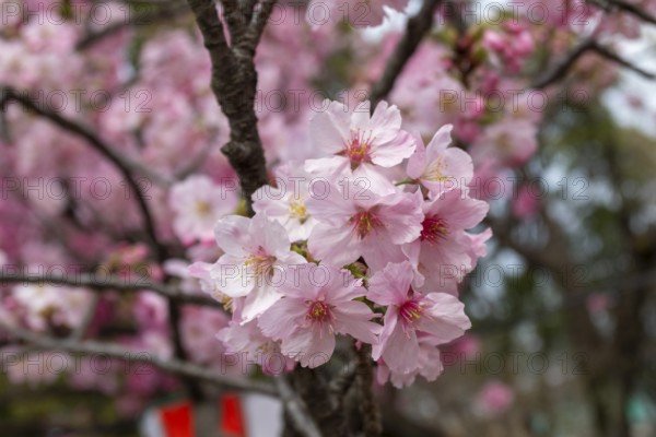 Sightseeing, tourist attraction, branches with first cherry blossoms in spring at the Sakura Festival in Ueno Park, Uenokoen, Taito City, Tokyo, Japan