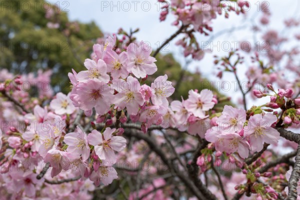 Sightseeing, tourist attraction, branches with first cherry blossoms in spring at the Sakura Festival in Ueno Park, Uenokoen, Taito City, Tokyo, Japan