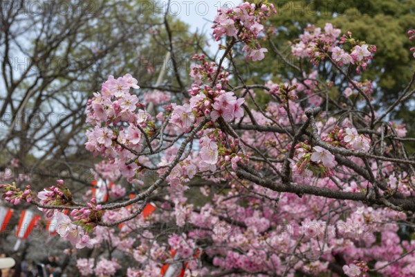 Sightseeing, tourist attraction, branches with first cherry blossoms in spring at the Sakura Festival in Ueno Park, Uenokoen, Taito City, Tokyo, Japan