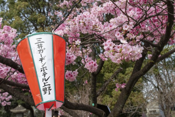 Sightseeing, tourist attraction, lanterns and the first cherry blossoms in spring at the Sakura Festival in Ueno Park, Uenokoen, Taito City, Tokyo, Japan
