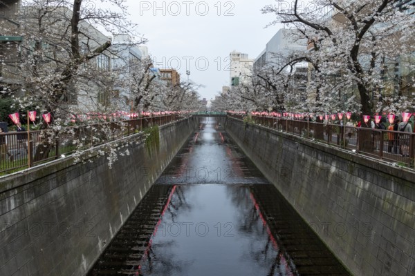 Sightseeing, tourist attraction, glowing lanterns along the riverside path and the first cherry blossoms in spring at the Meguro River Sakura Festival on the Meguro River, Shinagawa City, Tokyo, Japan