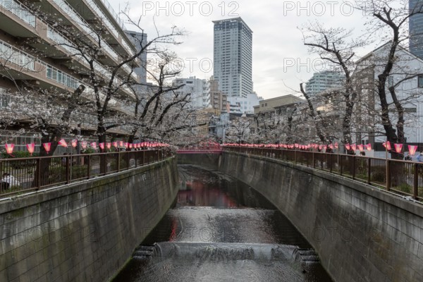 Sightseeing, tourist attraction, glowing lanterns along the riverside path and the first cherry blossoms in spring at the Meguro River Sakura Festival on the Meguro River, Shinagawa City, Tokyo, Japan