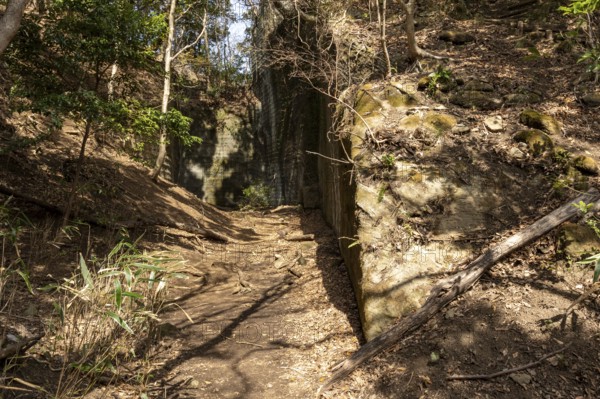 Vegetation, forest and mountain landscape along the Shariki-michi Trail to Mount Nokogiri, Mount Nokogiri, Hamakanaya, Futtsu, Chiba Prefecture, Japan