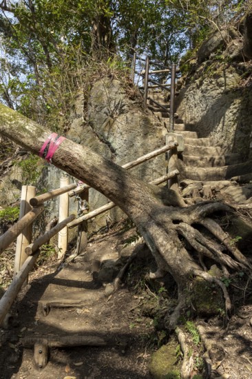 Stone steps and fallen tree in the mountain landscape on the Shariki-michi Trail to Mount Nokogiri, Mount Nokogiri, Hamakanaya, Futtsu, Chiba Prefecture, Japan