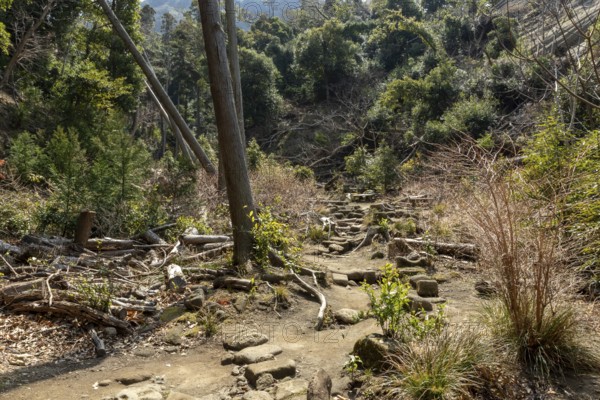 Vegetation and mountain landscape along the Shariki-michi Trail to Mount Nokogiri, Mount Nokogiri, Hamakanaya, Futtsu, Chiba Prefecture, Japan