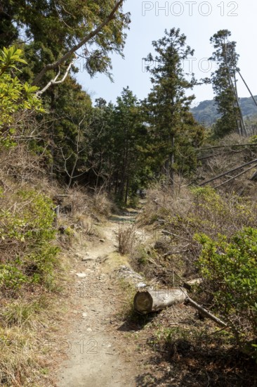 Vegetation and mountain landscape along the Shariki-michi Trail to Mount Nokogiri, Mount Nokogiri, Hamakanaya, Futtsu, Chiba Prefecture, Japan