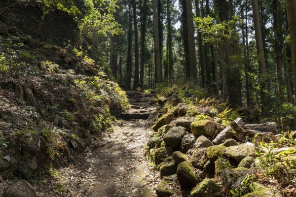 Stone steps, vegetation, forest and mountain landscape along the Shariki-michi Trail to Mount Nokogiri, Mount Nokogiri, Hamakanaya, Futtsu, Chiba Prefecture, Japan
