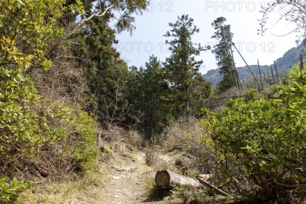 Vegetation and mountain landscape along the Shariki-michi Trail to Mount Nokogiri, Mount Nokogiri, Hamakanaya, Futtsu, Chiba Prefecture, Japan