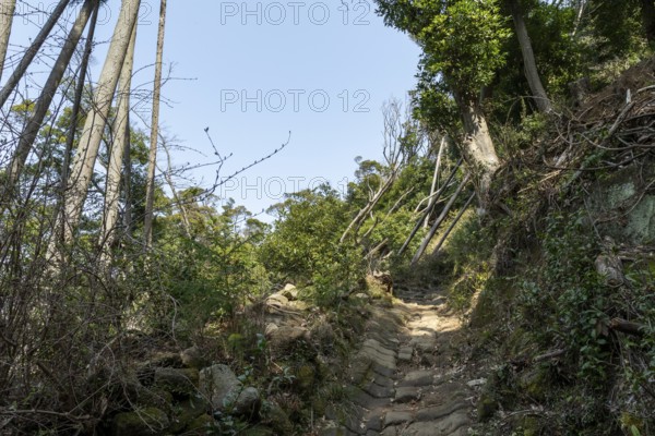 Vegetation and mountain landscape along the Shariki-michi Trail to Mount Nokogiri, Mount Nokogiri, Hamakanaya, Futtsu, Chiba Prefecture, Japan