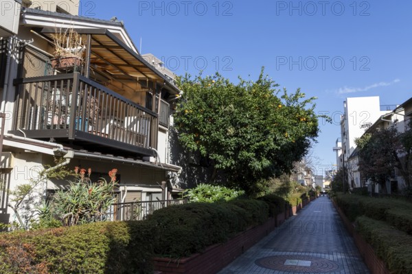 Residential buildings in front of a blue sky in a narrow alley with green plants and idyllic blossoming trees in spring, Higashi-Nakano, Tokyo, Chiba, Japan