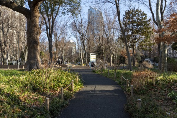 Trees and path through the green area of Shinjuku Central Park, Nishi-Shinjuku neighbourhood, Shinjuku, Tokyo, Chiba, Japan